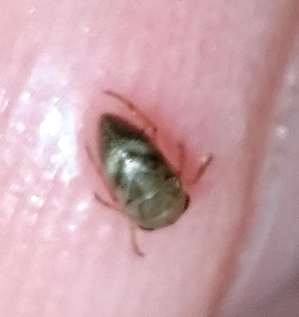 törpe vízipoloska - Plea minutissima