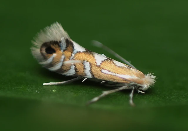 hamvaséger-sátorosmoly - Phyllonorycter strigulatella