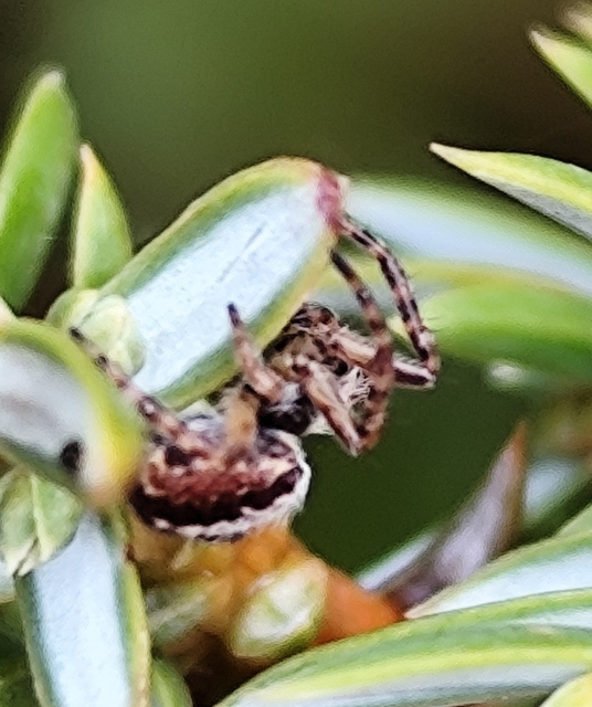 Aculepeira ceropegia - hegyi fehérsávos-keresztespók