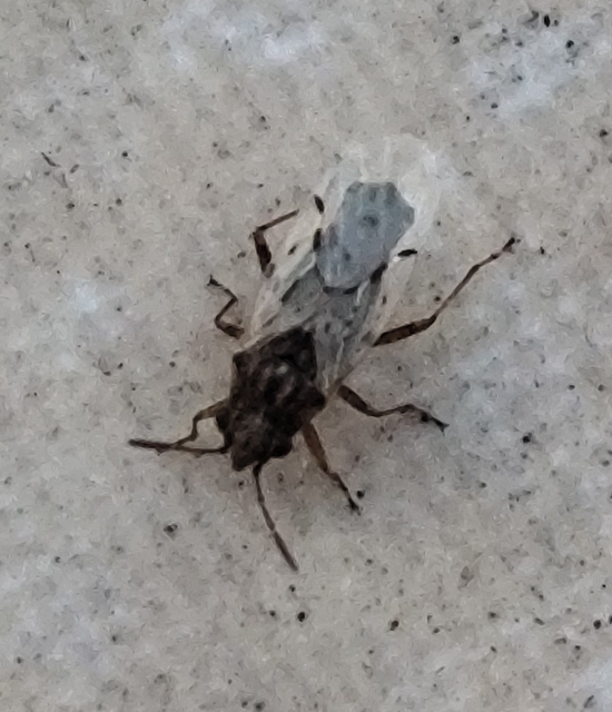 Nysius