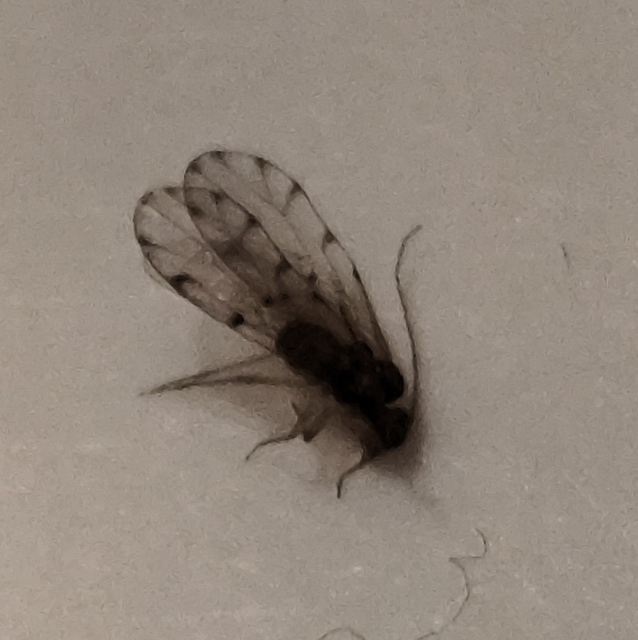 Psocoptera - Fürgetetvek