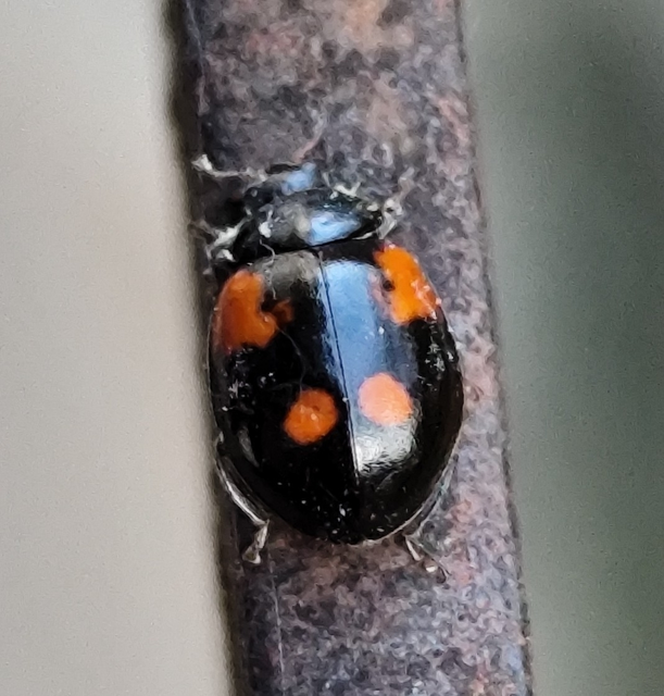 Adalia bipunctata - kétpettyes katica