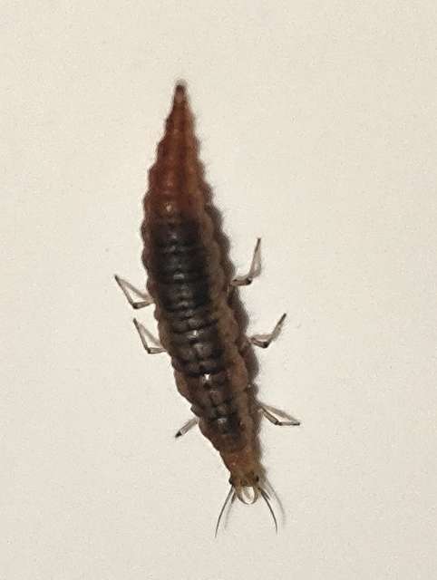 Hemerobiidae - barnafátyolkák