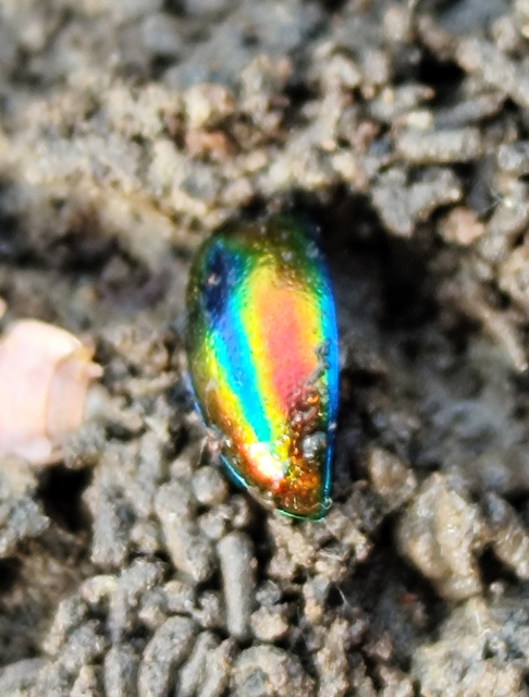 díszes árvacsalán-levelész - Fasta fastuosa