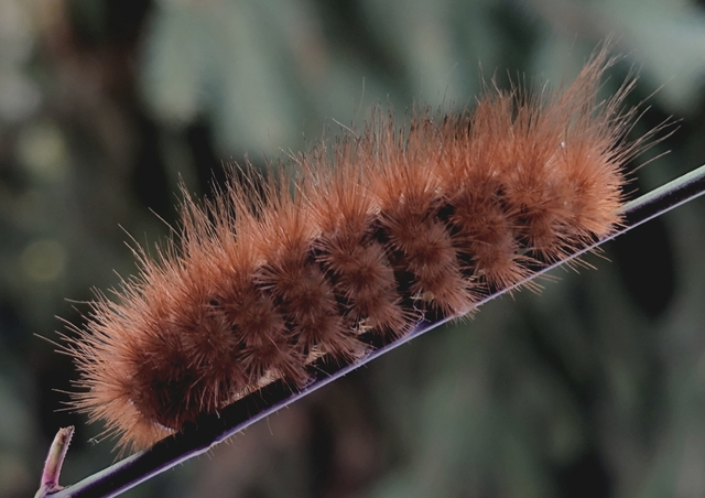 óriás medvelepke - Pericallia matronula