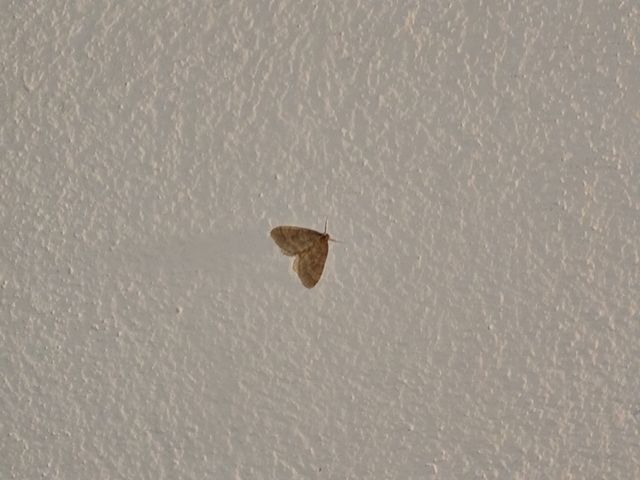 kis téliaraszoló - Operophtera brumata