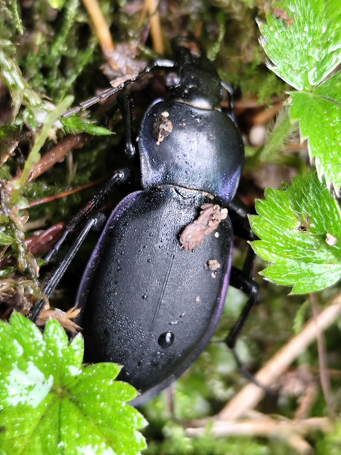 kékfutrinka - Carabus violaceus