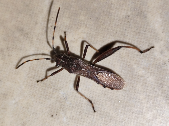 görbelábú karimáspoloska - Camptopus lateralis