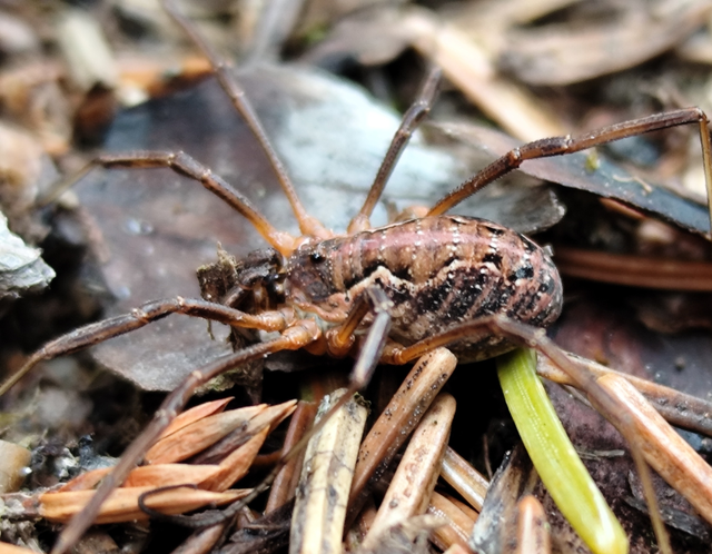 Opiliones - Kaszáspókok