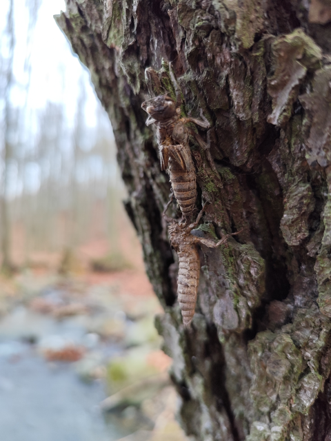 sötét hegyiszitakötő - Thecagaster bidentata