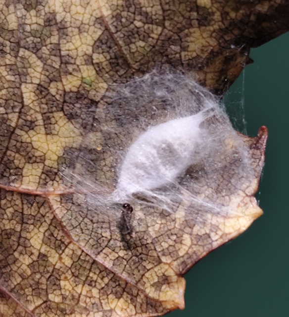 Swammerdamia caesiella - nyírlevélfonó tarkamoly