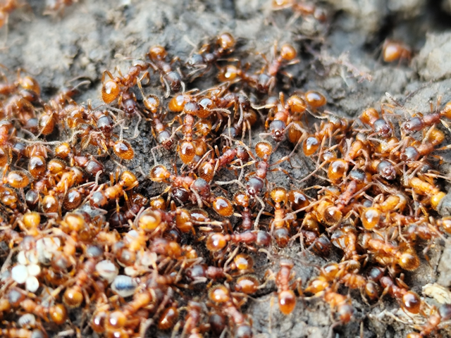 közönséges bütyköshangya - Myrmica rubra