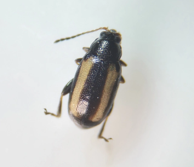 Phyllotreta vittula - muharbolha