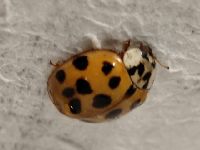 Harmonia axyridis - harlekinkatica