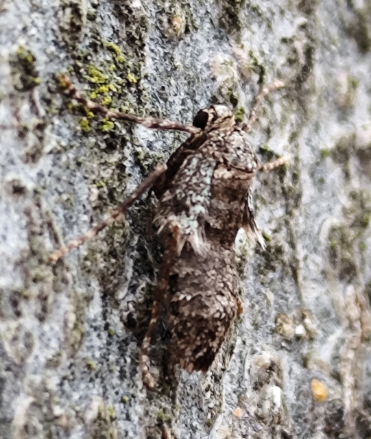 Operophtera brumata - kis téliaraszoló