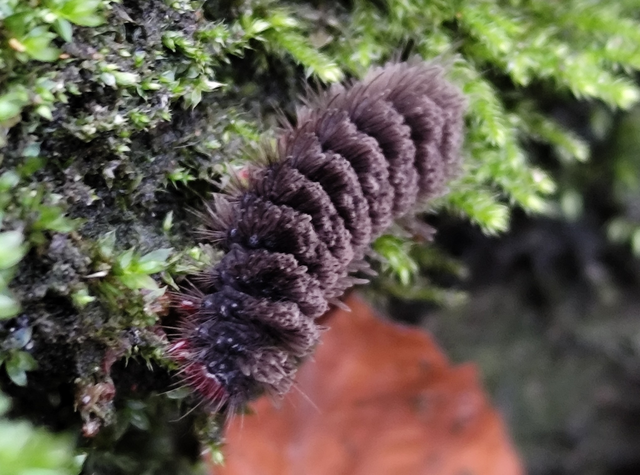 fehérpettyes álcsüngőlepke - Amata phegea