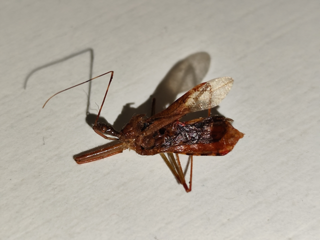 tüskés rablópoloska - Nagusta goedelii