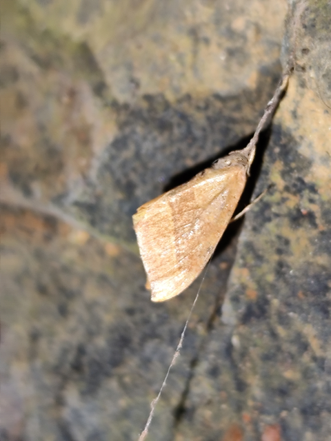 bükkfa-sarlósszövő - Watsonalla cultraria