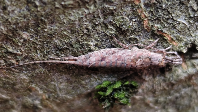 Archaeognatha - Ugróősrovarok