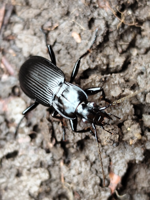 Pterostichus niger - komor gyászfutó