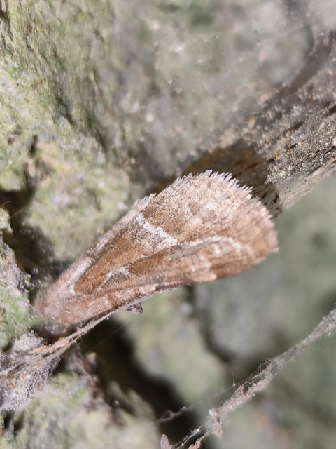 kis gyökérrágólepke - Triodia sylvina