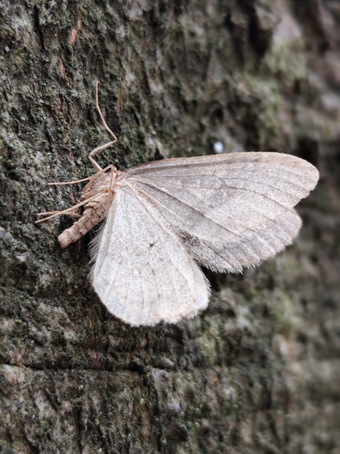 északi téliaraszoló - Operophtera fagata