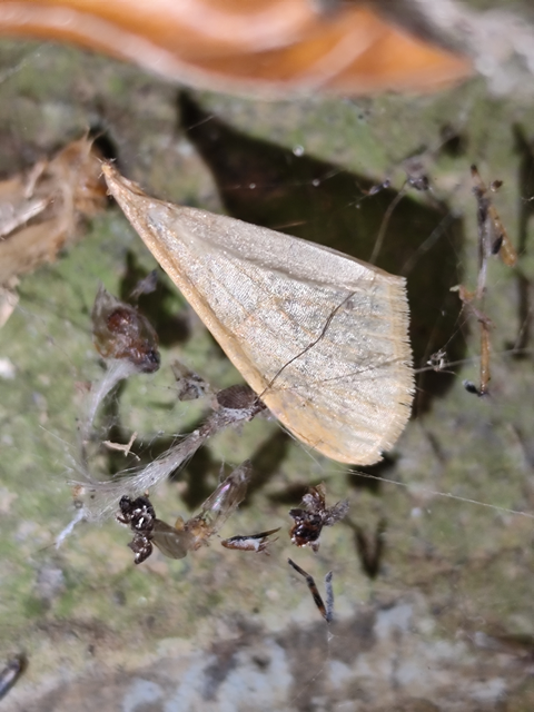 aranysárga téliaraszoló - Agriopis aurantiaria