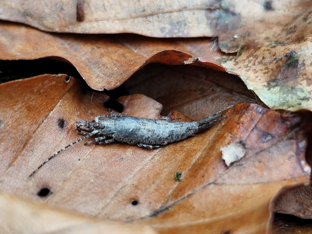 Archaeognatha - Ugróősrovarok
