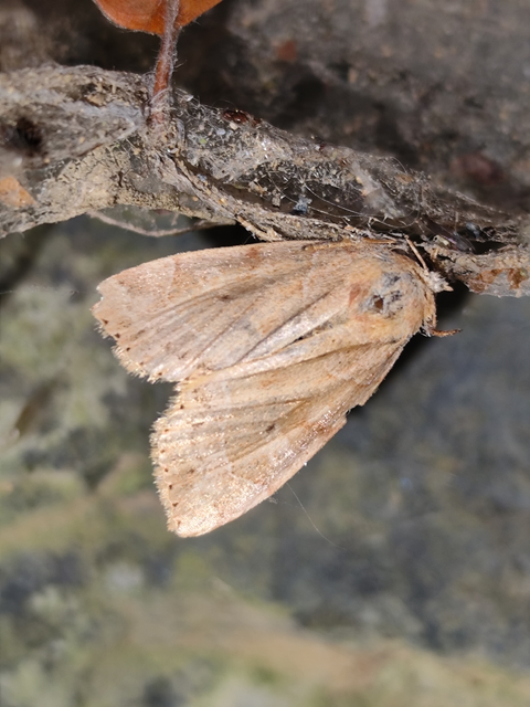 közönséges lombbagoly - Cosmia trapezina