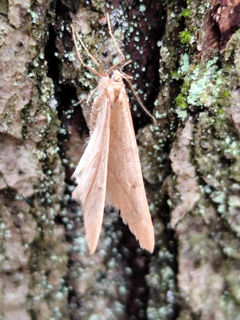 juhararaszoló - Alsophila aceraria