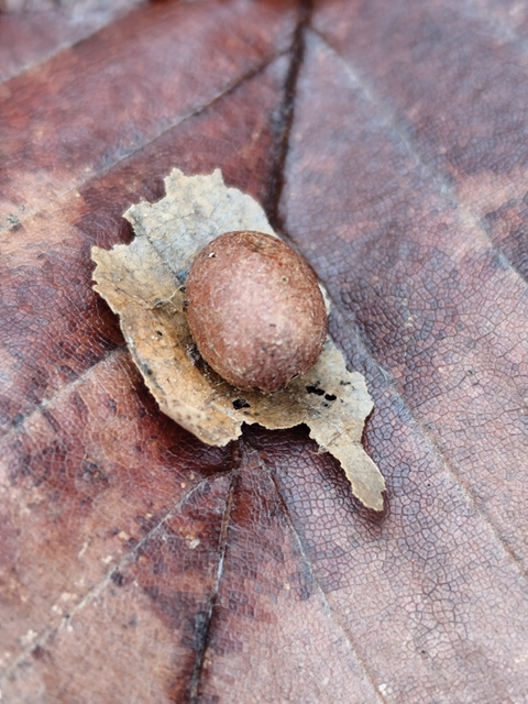 Apoda limacodes - kagylólepke