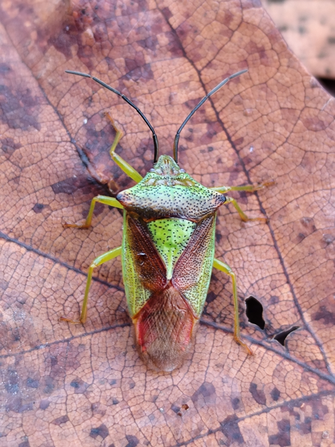 nagy dajkapoloska - Acanthosoma haemorrhoidale