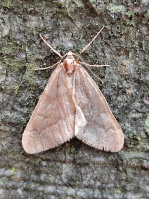 Alsophila aceraria - juhararaszoló