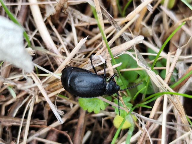 fekete olajosbogár - Galeruca tanaceti