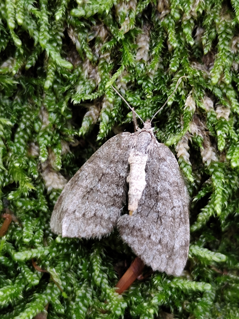 Epirrita christyi/dilutata