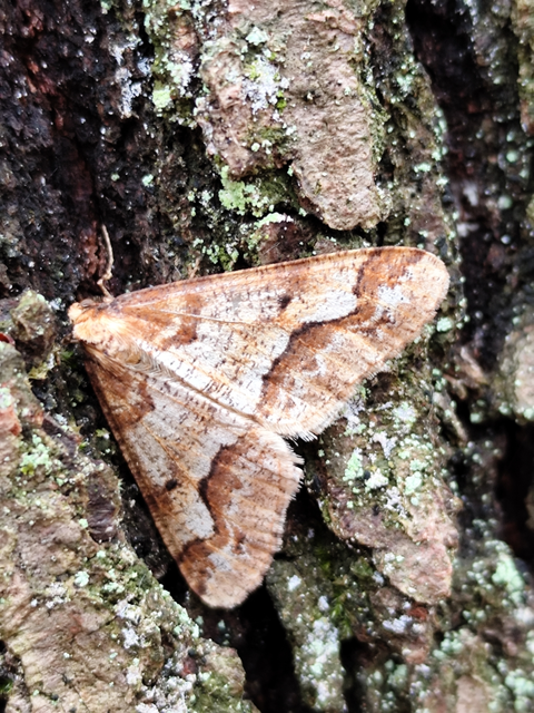 Erannis defoliaria - nagy téliaraszoló