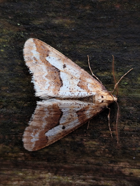 nagy téliaraszoló - Erannis defoliaria
