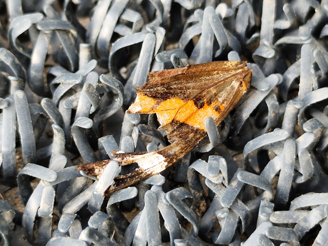 Vanessa atalanta - atalantalepke