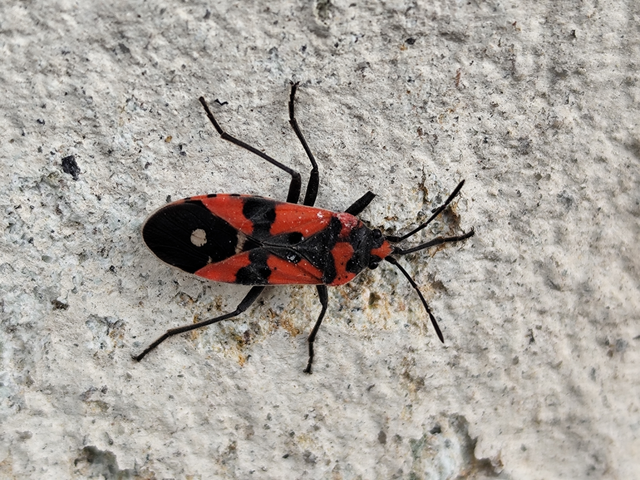 Lygaeus equestris/simulans