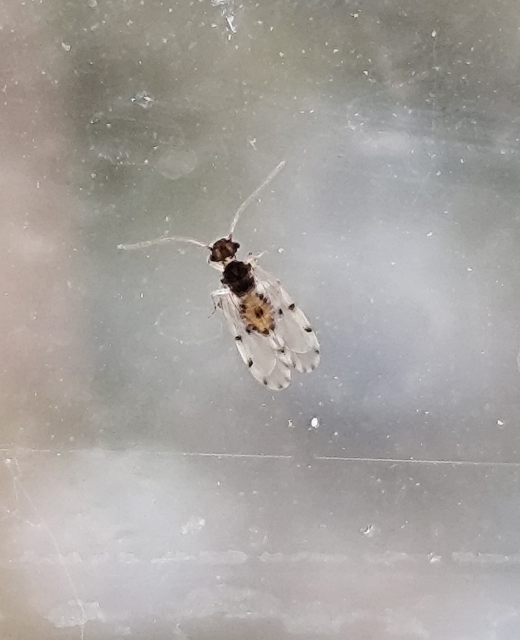 Psocoptera - Fürgetetvek