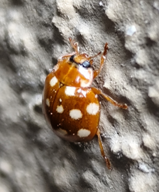 tizennégycseppes füsskata - Calvia quatuordecimguttata