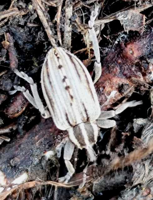 szegfű-pikkelyesormányos - Hypera arator