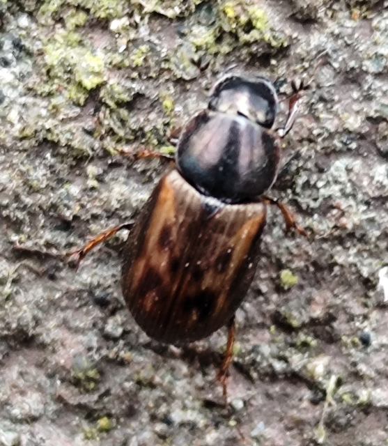 sötétjegyű trágyabogár - Aphodius obliteratus