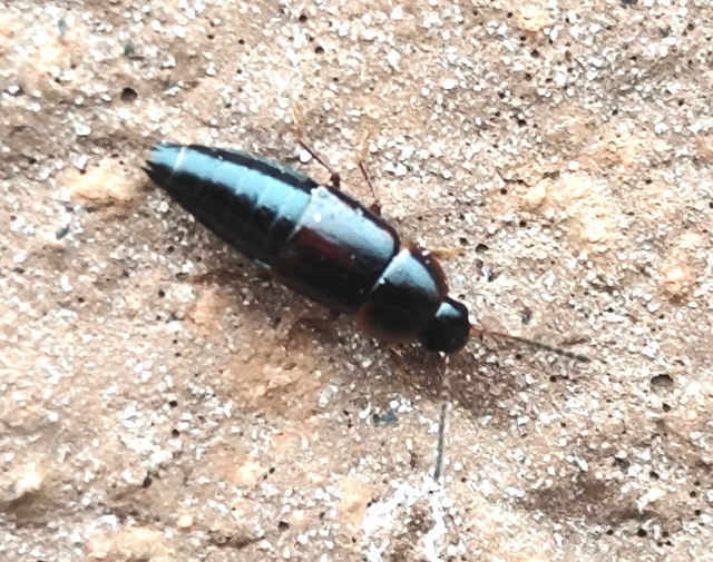 közönséges fürgeholyva - Tachinus signatus