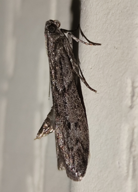 lisztmoly - Ephestia kuehniella