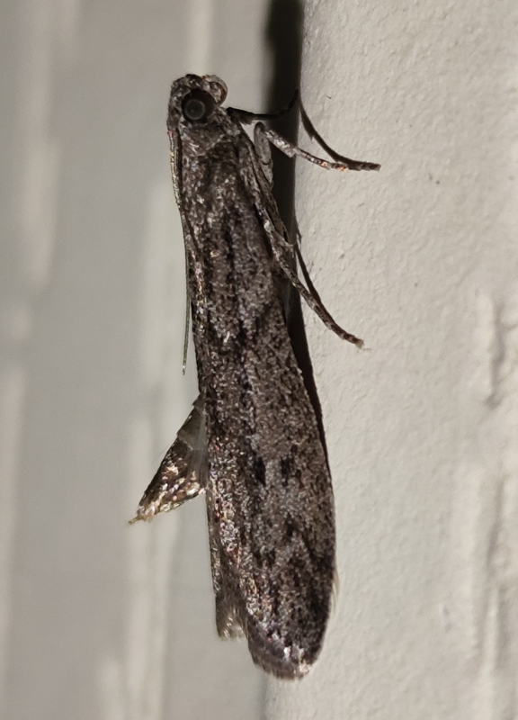 Ephestia kuehniella - lisztmoly