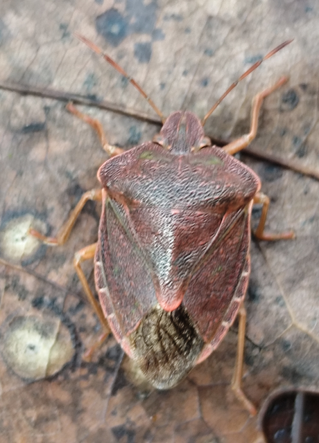 Palomena prasina - zöld bogyómászó-poloska Palomena prasina - zöld bogyómászó-poloska
