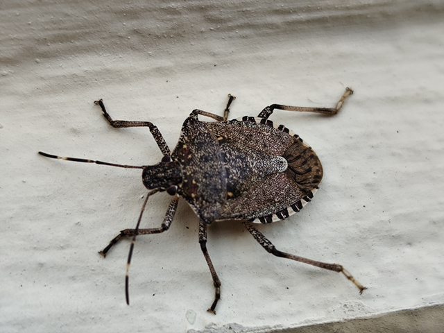 ázsiai márványospoloska - Halyomorpha halys