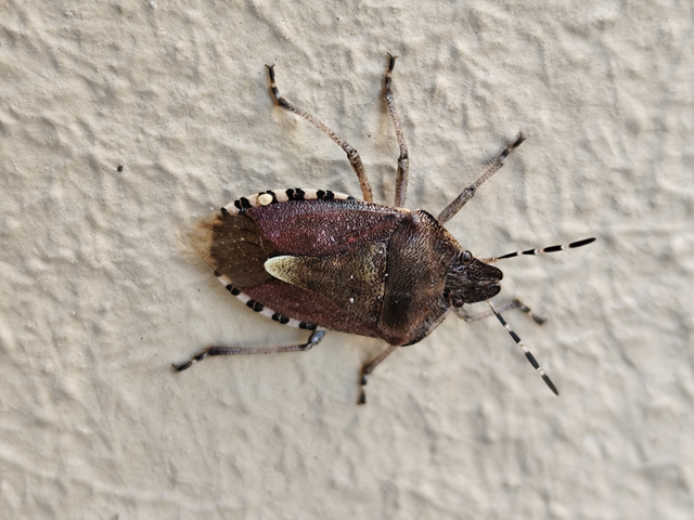 közönséges bogyómászó-poloska - Dolycoris baccarum