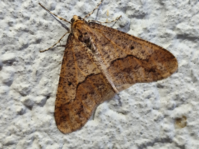 Erannis defoliaria - nagy téliaraszoló